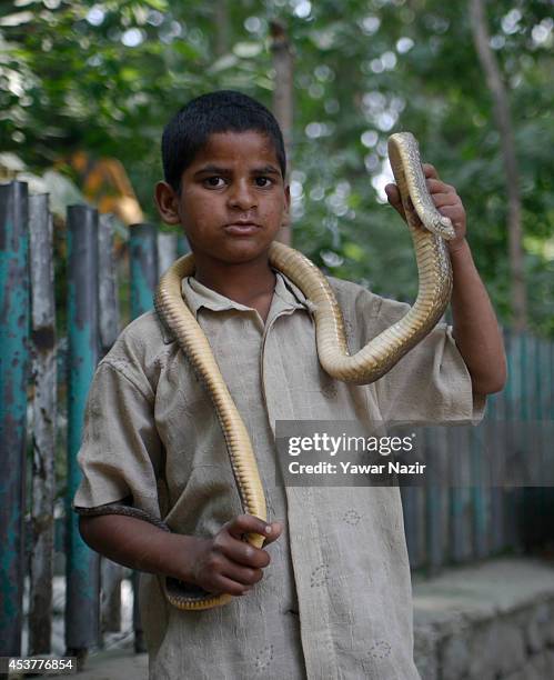 Nine-year-old Indian snake charmer Raju holds a cobra around his neck on August 18, 2014 in Srinagar, the summer capital of Indian Administered...