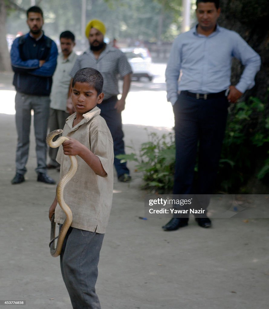 Fighting For Survival, Snake Charmers Turn To Kashmir