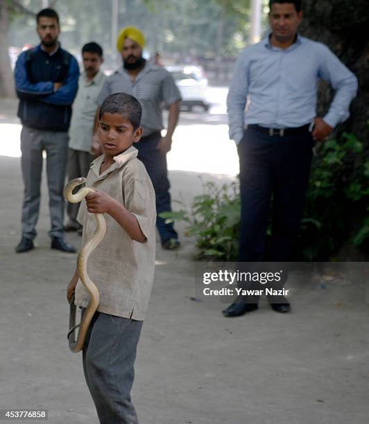 Nine-year-old Indian snake charmer Raju holds a cobra around his neck on August 18, 2014 in Srinagar, the summer capital of Indian Administered...