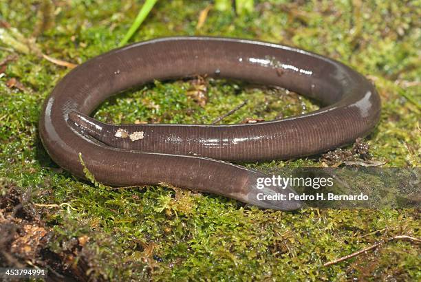 black caecilian (epicrionops niger) - caecilian stock pictures, royalty-free photos & images