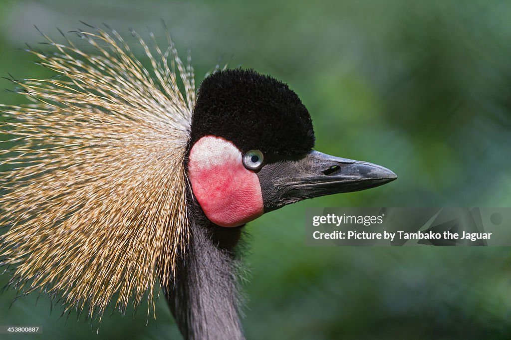 Portrait of an African crowned crane