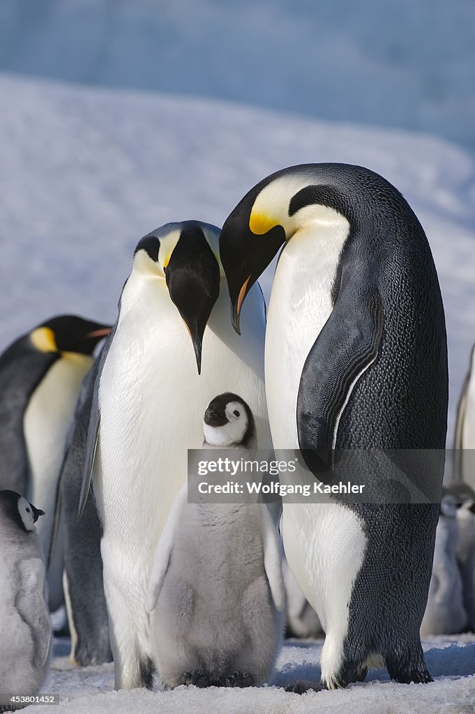 Antarctica, Weddell Sea, Snow Hill Island, Emperor Penguins...