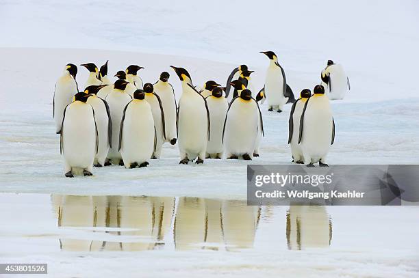Antarctica, Weddell Sea, Snow Hill Island, Emperor Penguins Aptenodytes forsteri On Fast Ice, Reflections.