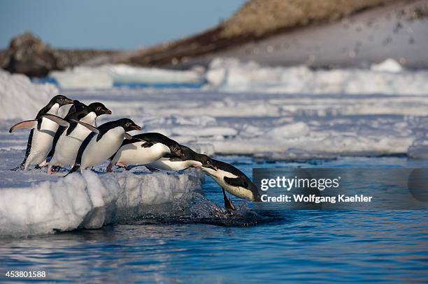 Antarctica, Antarctic Peninsula, Paulet Island, Adelie Penguins Pygoscelis adeliae On Icefloe, Jumping Into Water.