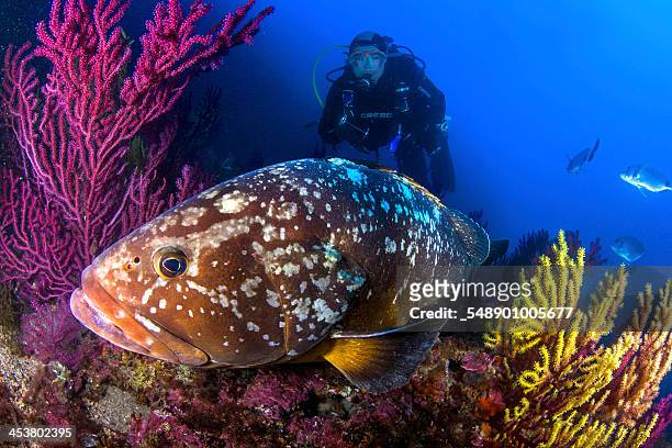 grouper and diver - mero fotografías e imágenes de stock