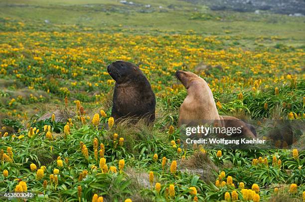 New Zealand, Subantarctica, Enderby Island, Field Of Yellow Bulbinella Rossii Flowers , Hooker's Sea Lion Couple.