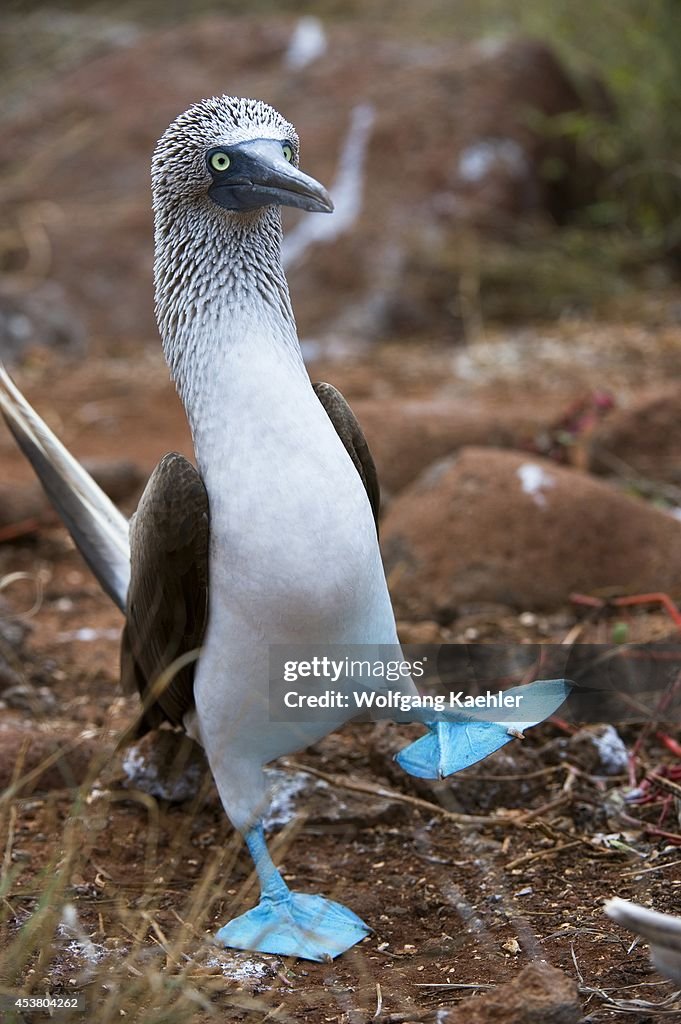 Ecuador, Galapagos Islands, North Seymour Island, Blue-...