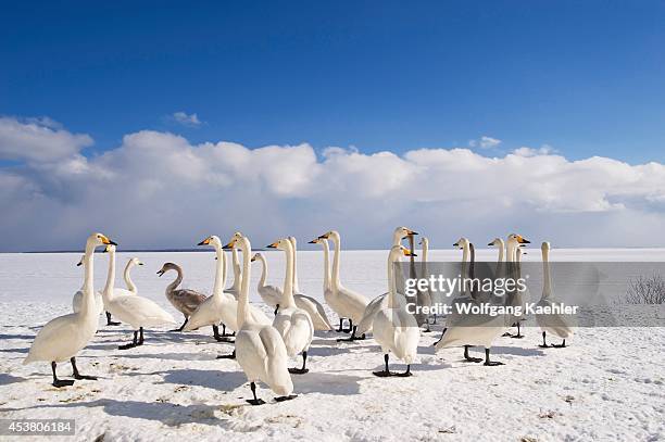 Japan, Hokkaido Island, Near Nemuro, Odaito Seaside Hotel, Whooper Swans .