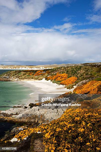 Falkland Islands, Near Port Stanley, Gypsy Cove, View Of Beach, Gorse.