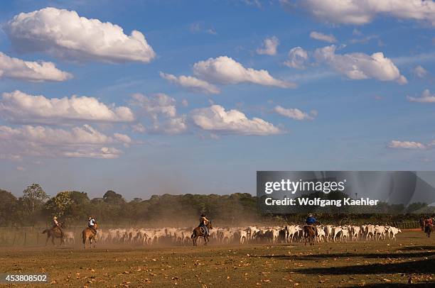 Brazil Ranch Caiman Ranch Photos and Premium High Res Pictures - Getty Images