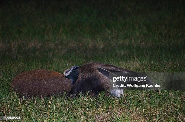 Brazil, Mato Grosso, Pantanal, Refugio Ecologico Caiman, Giant Anteater, Myrmecophaga tridactyla, With Baby On Back.