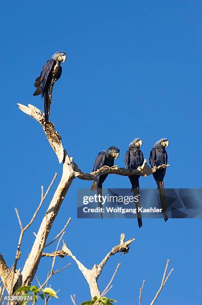 Brazil, Mato Grosso, Pantanal, Refugio Ecologico Caiman, Hyacinth Macaws In Tree.