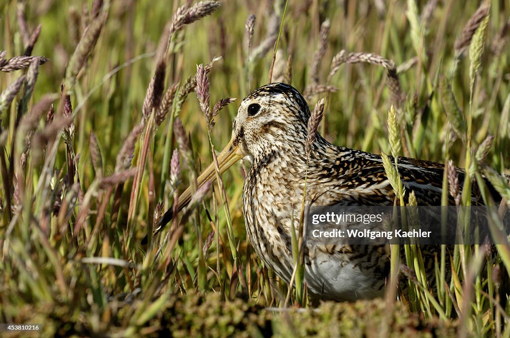 Falkland Islands, Carcass Island, Magellanic (paraguayan)...