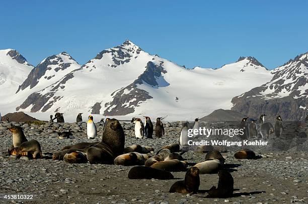 South Georgia Island, Salisbury Plain, Beach, Fur Seal Bull With Hareem, King Penguins.