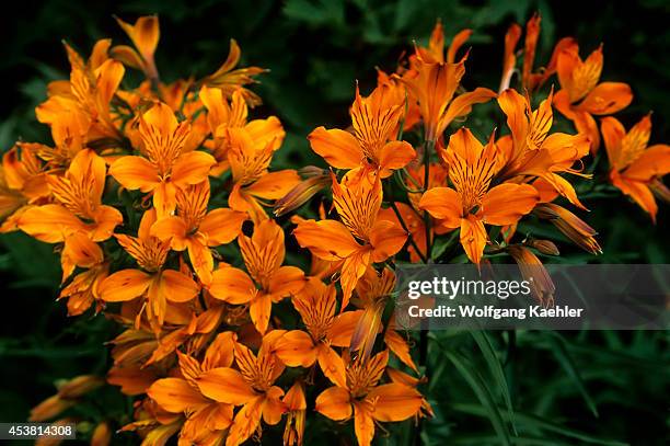 Uk, Wales, Bodnant Garden, Alstroemeria Flowers.