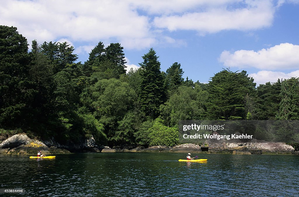 Ireland, Bantry Bay, Glengarrif, People Kayaking...
