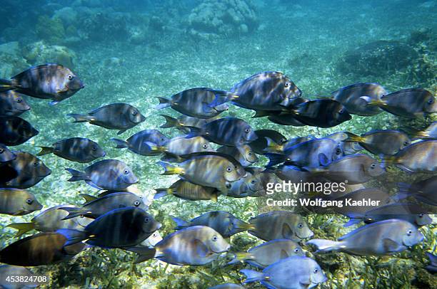 Honduras, Bay Islands, Roatan Island, Tabyana Beach, School Of Blue Tang Fish.
