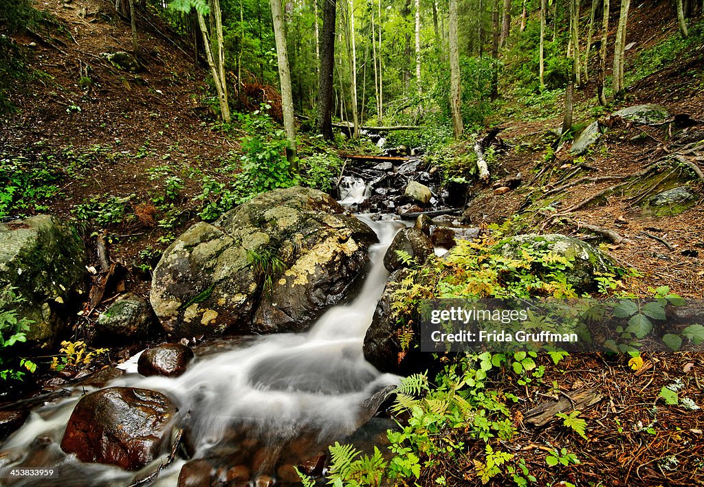 Creek in the forest