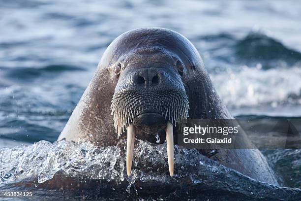 walrus profile - ジュゴン ストックフォトと画像