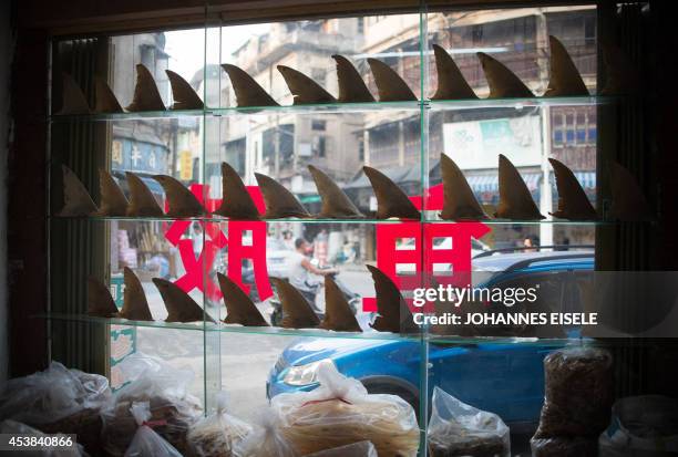 China-environment-social-food-economy,FOCUS by Felicia SONMEZ This photo taken on August 9, 2014 shows a shop window illustrating dried shark fins in...