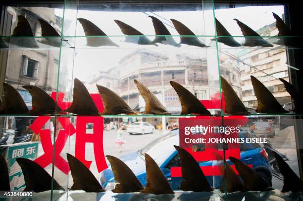 China-environment-social-food-economy,FOCUS by Felicia SONMEZ This photo taken on August 9, 2014 shows a shop window illustrating dried shark fins in...