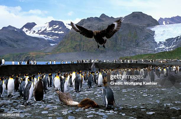 Antarctica, South Georgia, Gold Harbour, King Penguin Chick Being Killed By Giant Petrel, Skua.