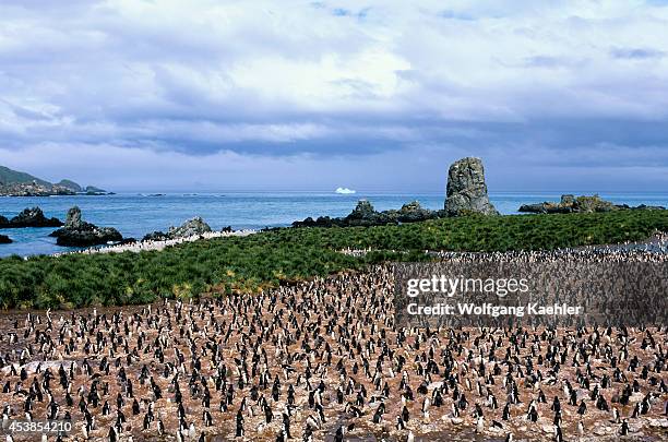 Antarctica, South Georgia, Cooper Bay, Overview Of Chinstrap Penguin Colony.