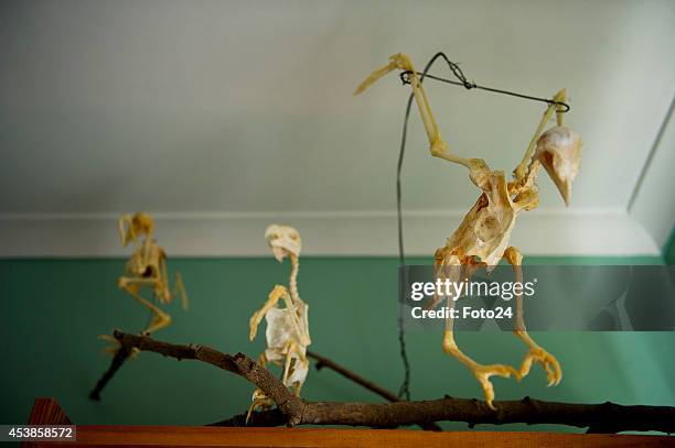 Roadkill skeletons on August 13, 2014 in Cape Town, South Africa. Francois Malherbe and his father collect and reconstruct roadkill skeletons. This...