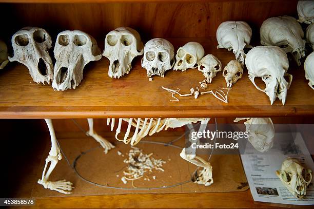 Roadkill skeletons on August 13, 2014 in Cape Town, South Africa. Francois Malherbe and his father collect and reconstruct roadkill skeletons. This...