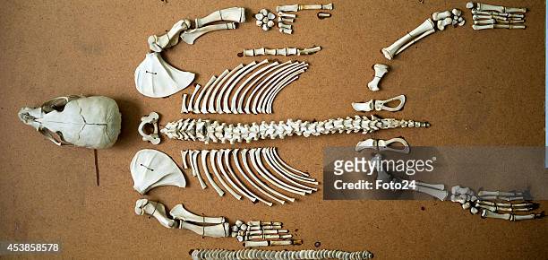 Roadkill skeletons on August 13, 2014 in Cape Town, South Africa. Francois Malherbe and his father collect and reconstruct roadkill skeletons. This...