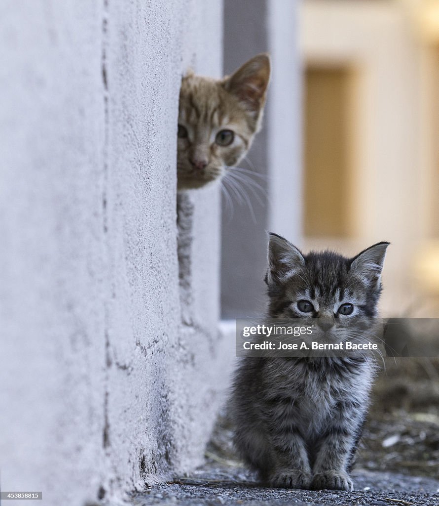 A pair of tender glances