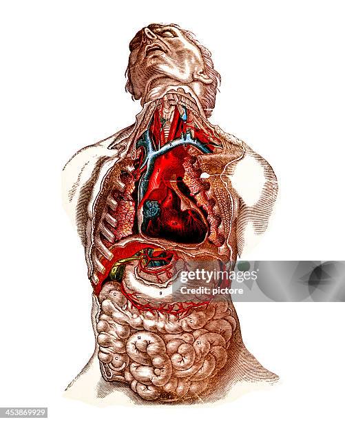 ilustraciones, imágenes clip art, dibujos animados e iconos de stock de los órganos de tórax y abdomen, siglo xix - vena cava vena humana