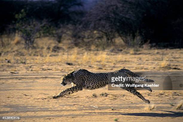 Namibia, Okonjima, Cheetah Running.