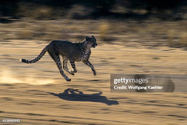 Namibia, Okonjima, Cheetah Running.