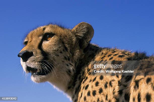 Namibia, Okonjima, Cheetah Portrait.