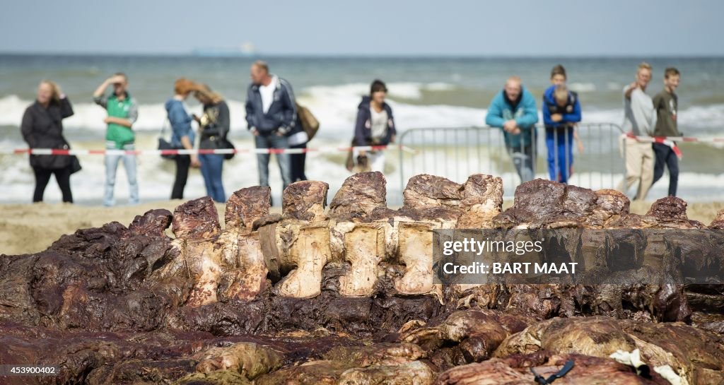 NETHERLANDS-WHALE