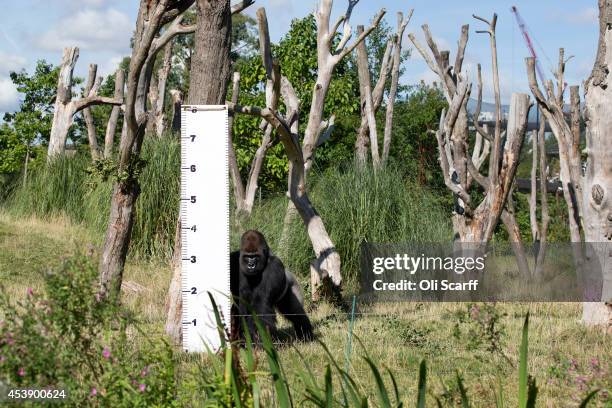 London Zoo Staff Conduct Their Annual Weigh In For the Animals, News Photo