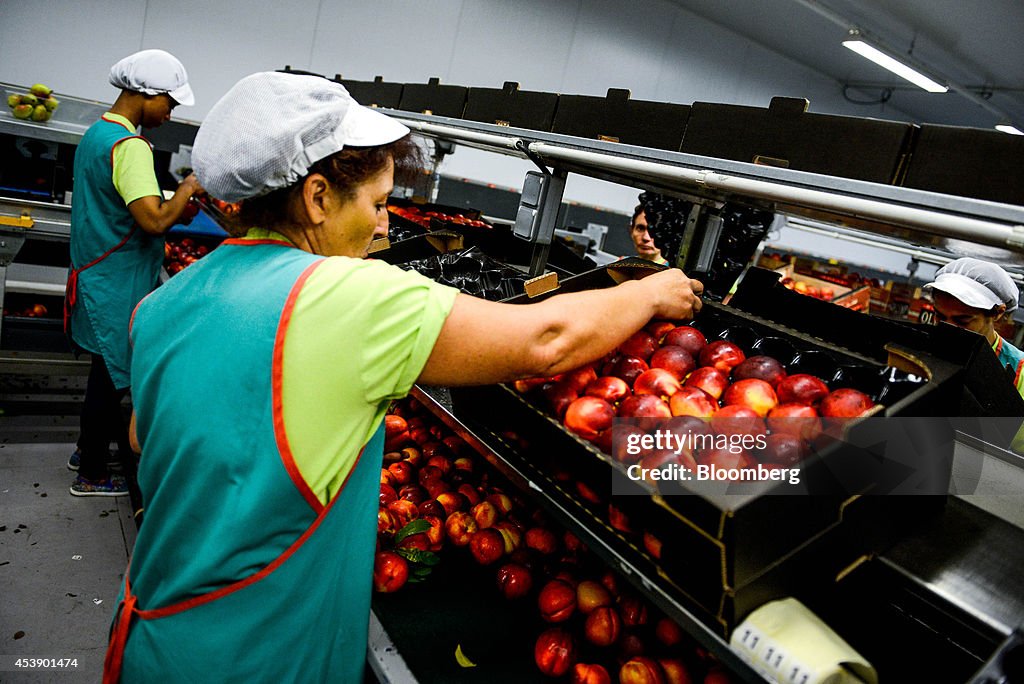 Spanish Peach Harvest As Russia Ban Affects Food Exports