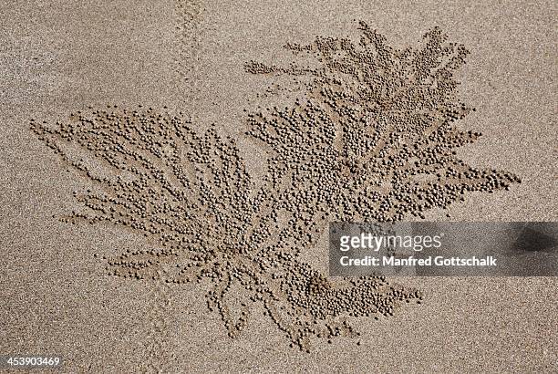 sand bubbler crab artwork - mission beach queensland stock pictures, royalty-free photos & images