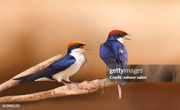 the wire-tailed swallow - swallow bird 個照片及圖片檔