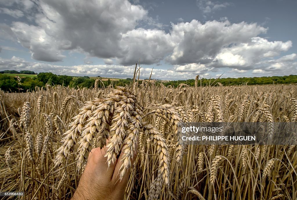 FRANCE-AGRICULTURE-WHEAT