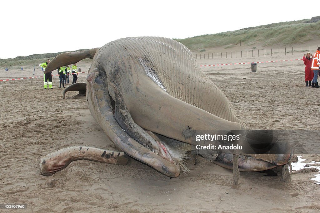 Dead whale at Dutch coast