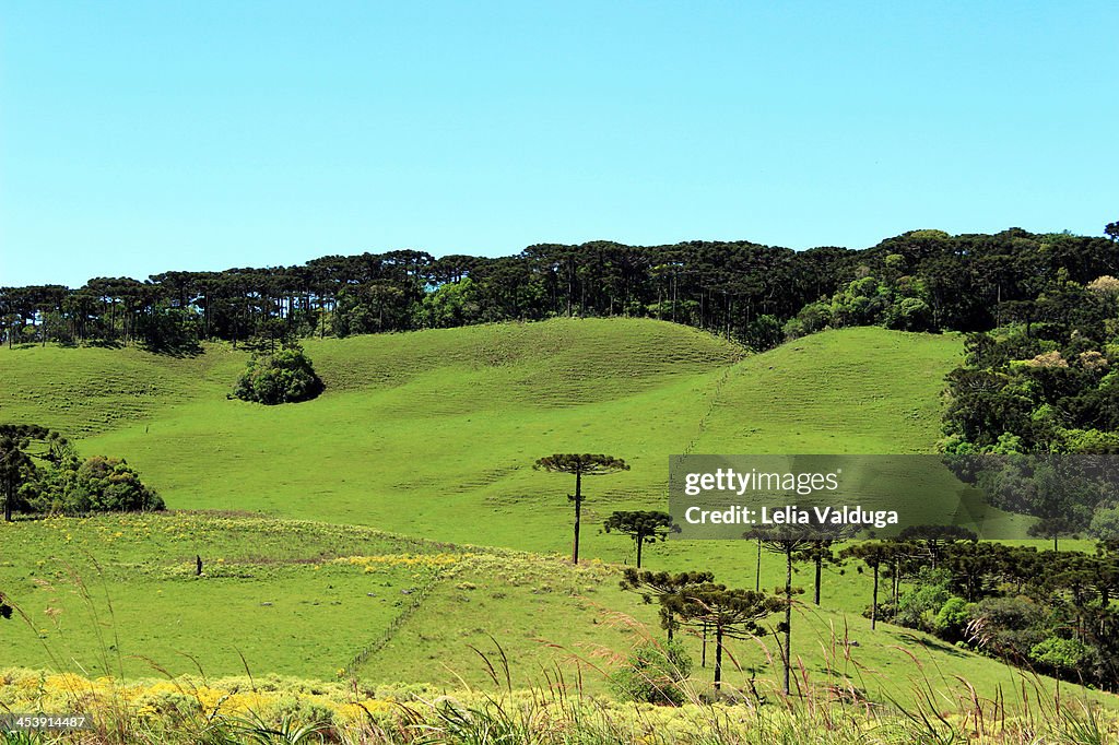 Gaucho scenario - Rio Grande do Sul - Brazil