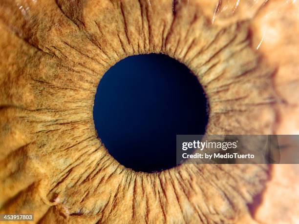 blackout - iris stock pictures, royalty-free photos & images