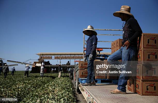 Westside Produce workers pick cantaloupes in a field on August 21, 2014 in Firebaugh, California. As the severe California drought continues for a...