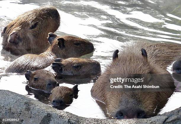 Spring Capybara 45 Capybara Hot Spring Stock Photos, High-Res Pictures, and Images ...