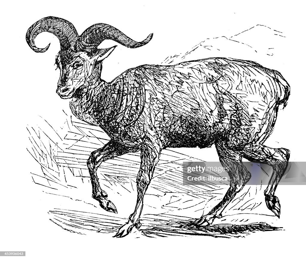 Antique illustration of argali or mountain sheep (Ovis ammon)