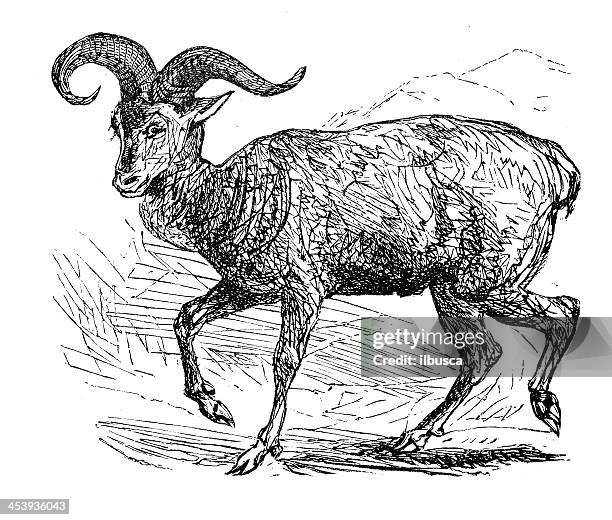 antique illustration of argali or mountain sheep (ovis ammon) - argali stock illustrations