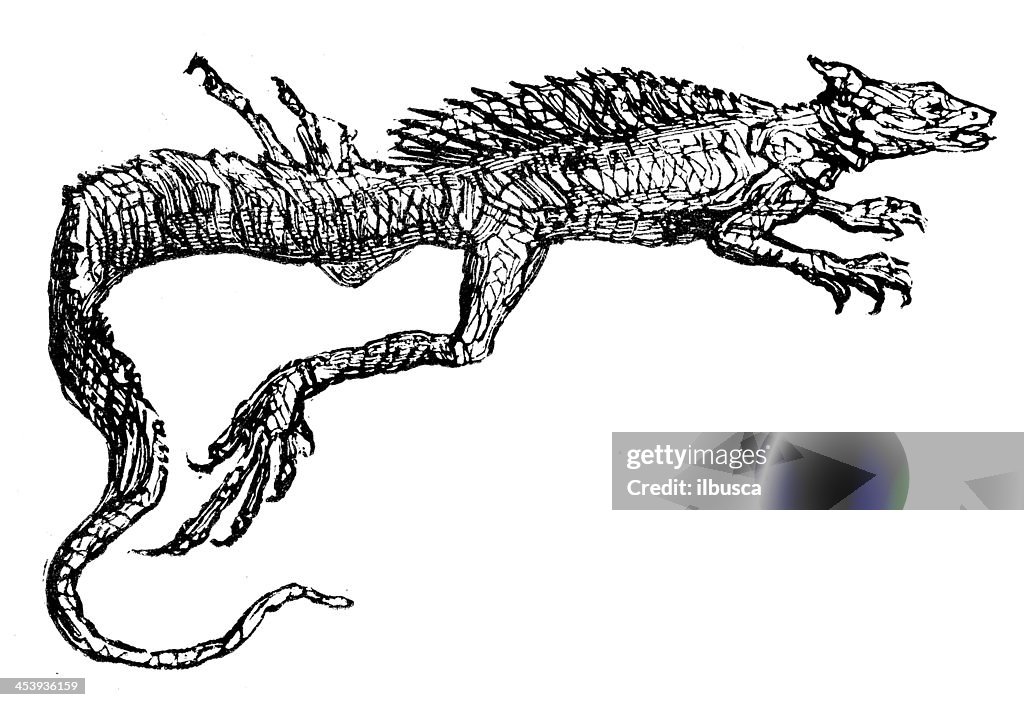 Antique illustration of common basilisk (Basiliscus basiliscus)