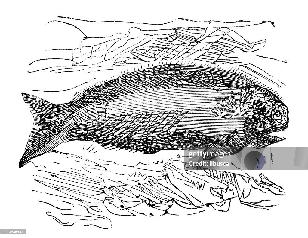 Antique illustration of dugong (Dugong dugon)